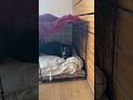 June's Fetch Routine Part 15