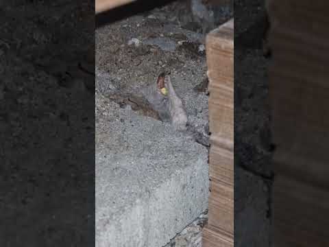 Kiiltomato - glowworm