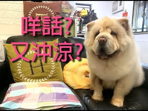 犬之日常 | 鬆獅犬洗澡的事 | 工欲善其事切先利其器| 吹風機, 擦, 梳......不能少| Dog Video | Grooming and Spa