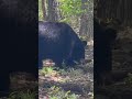 Giant bear in north ga  wildlife blackbear rvlife camping northgeorgia rvlife wilderness