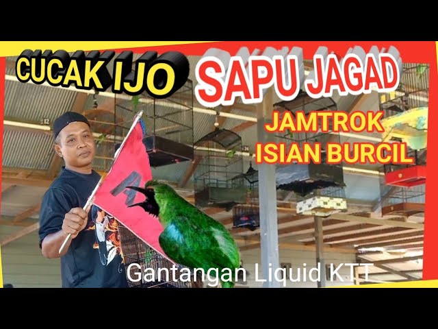 Cucak  Ijo  Sapu Jagat Jamtrok isian burcil class=