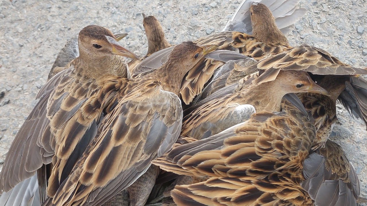 Gọi Chim Đêm (06/12/2023) - Bến Sau Nhà Kêu Đủ Loại Chim Trên Vườn Mít