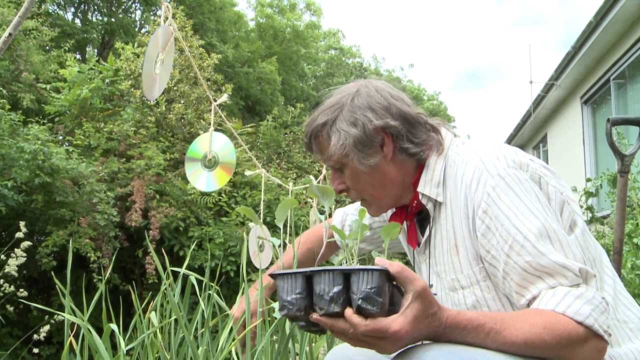 Growing Vegetables - Hardening off and planting out - Patrick Whitefield video 4