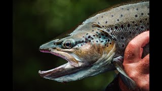 10lb Brown Trout | Pieman River, Tasmania
