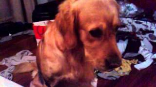 Dog Eating Cream Cheese Toast - Funny