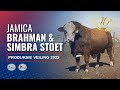 Goeie genetika kom eerste vir Jamica Brahman en Simbra stoet