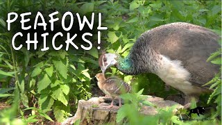 Peafowl Chicks Hatch at Brookfield Zoo