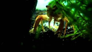 CPO with babies. The babies just left mothers underbelly
You can see female Mexican Dwarf Orange Crayfish that just release babies. In fact, she still have some hanging on her swimmerets, but these ones are walking around.
Look at my other invertebrates here: http://www.shrimp-tank.com CPO with babies. The babies just left mothers underbelly