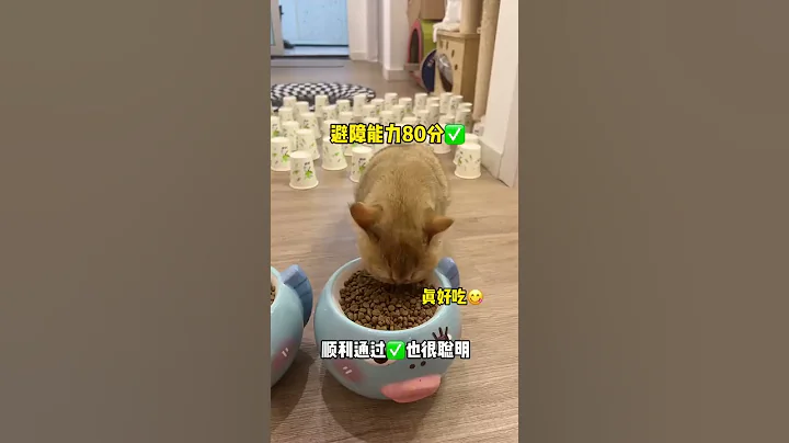 【牛奶是只猫】猫咪避障测试！小老三看到眩晕地毯后的反应笑s了😂😂😂#猫咪 #金渐层 #萌宠 - 天天要闻