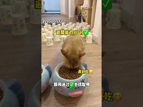 【牛奶是只猫】猫咪避障测试！小老三看到眩晕地毯后的反应笑s了😂😂😂#猫咪 #金渐层 #萌宠