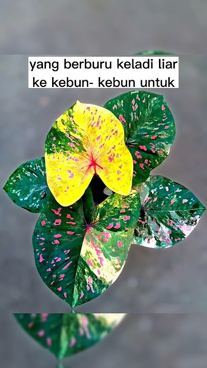 ini dia tanaman hias yg bikin banyak orang jadi penjual tanaman hias dadakan? #shorts #caladium
