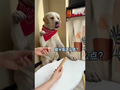 Video: Kako Petting a Dog Koristi Pooch - In You