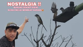 Woww Burung Pentet gacor nyarang di pohon rendah