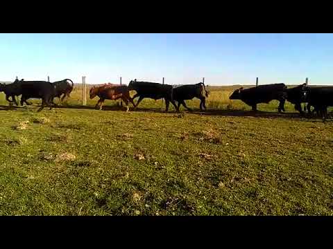 camera iphone 8 plus apk 200 teneros