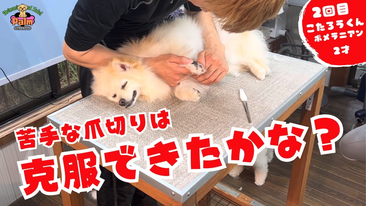 爪切り大嫌いなポメラニアンのトリミング！！
