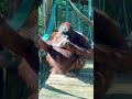 POV: Gangsa The Orangutan