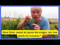 Quoi faire  avant et apres les orages  sur vos pieds de tomates ?