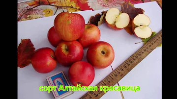 Яблоня полукультурка