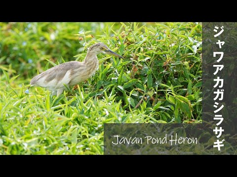 2月の石垣島（5）～初見のジャワアカガシラサギ | Tori Note -茨城の