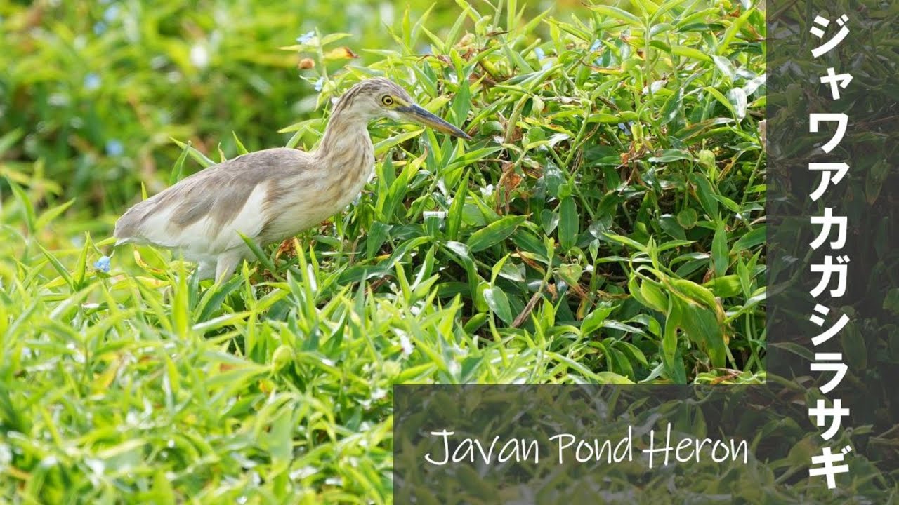 Javan Pond Heron ジャワアカガシラサギ 【野鳥撮影/野鳥動画】 - YouTube