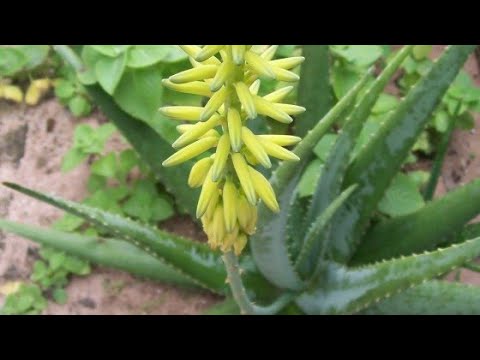 babosa aloe e vera e sua floração inédita - thptnganamst.edu.vn
