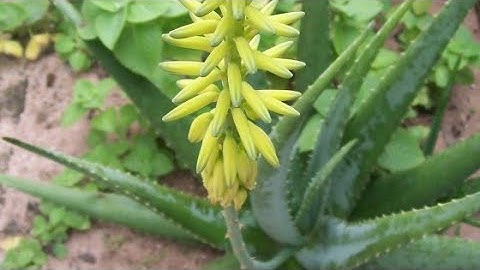 babosa aloe e vera e sua floração inédita - thptnganamst.edu.vn