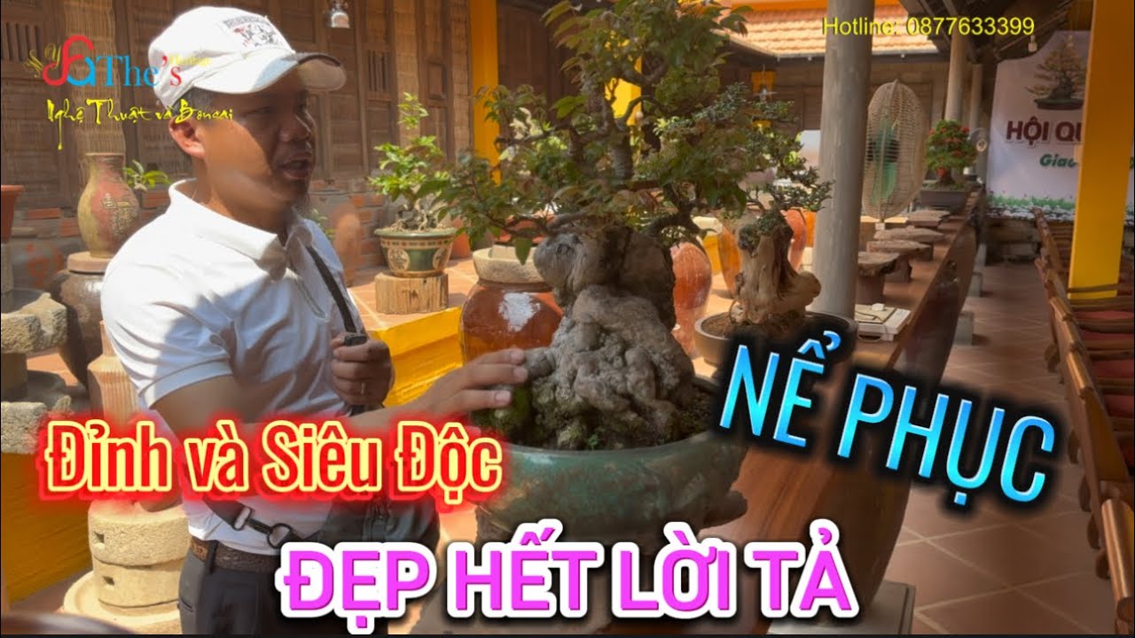 Hết lời để tả không gian Hội quán Bonsai Gia Lai độc đáo và đẹp mê hồn