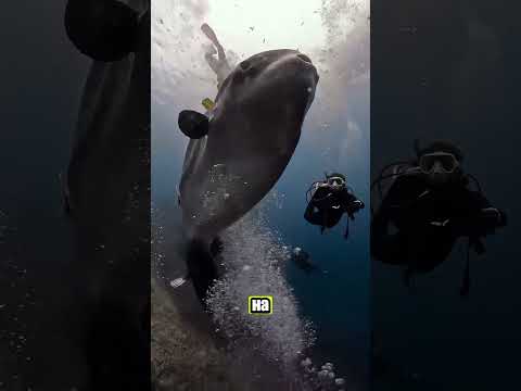 Рыба, которую никто не любит: История рыбы-луны 😅🐡