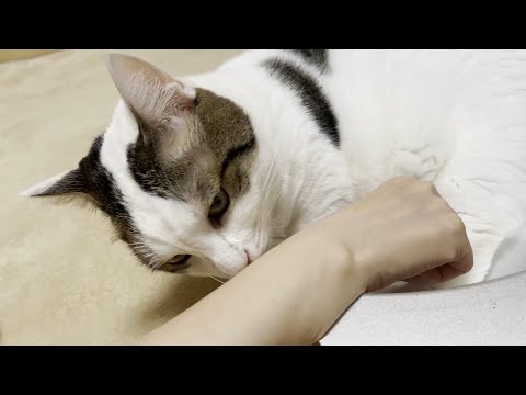 猫にフレーメン反応されたお母さんの腕が臭い原因が分かりましたw