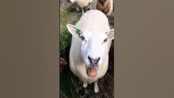 #sheep #cow #goat 19