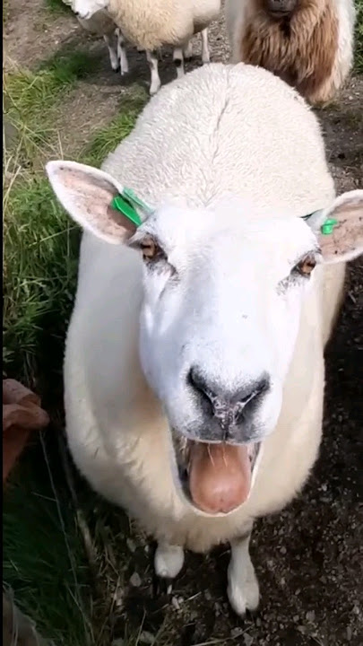#sheep #cow #goat 19