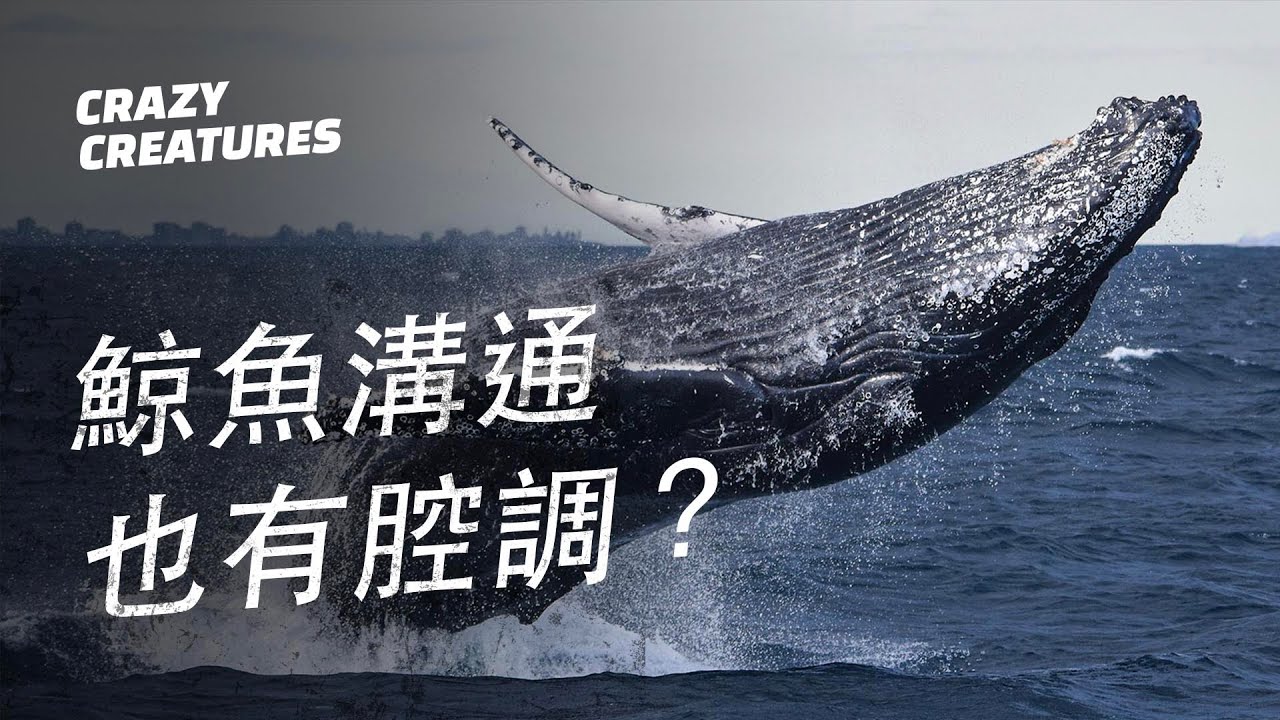 你想學習如何與鯨魚對話嗎？鯨魚之間溝通也有腔調之分？| 瘋狂生物