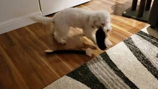 scotty playing inside on a rainy day