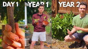 Comfrey Masterclass: How to Grow and Use Comfrey for Explosive Garden Growth