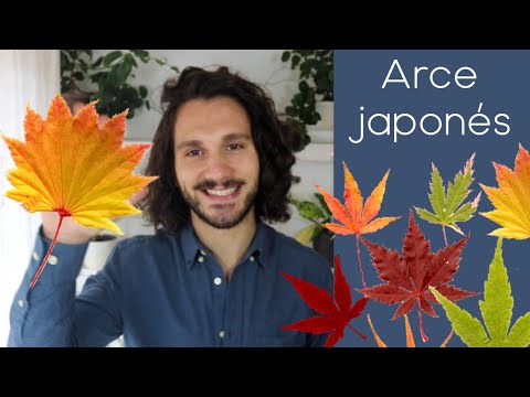 Video: Los arces japoneses no se despliegan: motivos por los que no hay hojas en los arces japoneses