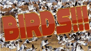 underground birds 1080p