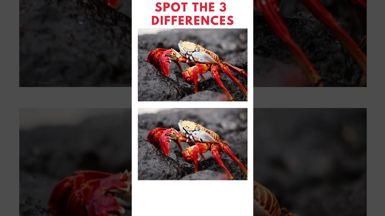Holy Crab.. How many differences can you find 