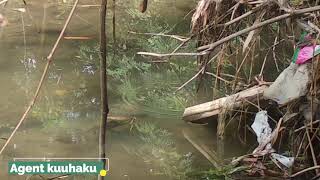 Penampakan ikan gabus yg sedang menjaga anaknya di alam liar