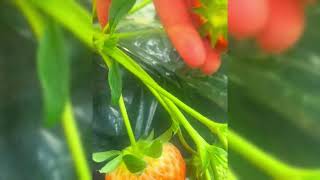 LIVE SHALLOT PLANTING TECHNIQUES FOR MASSIVE HARVEST – FULL FARMING GUIDE