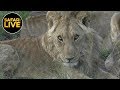 safariLIVE - Sunrise Safari - February 19, 2019