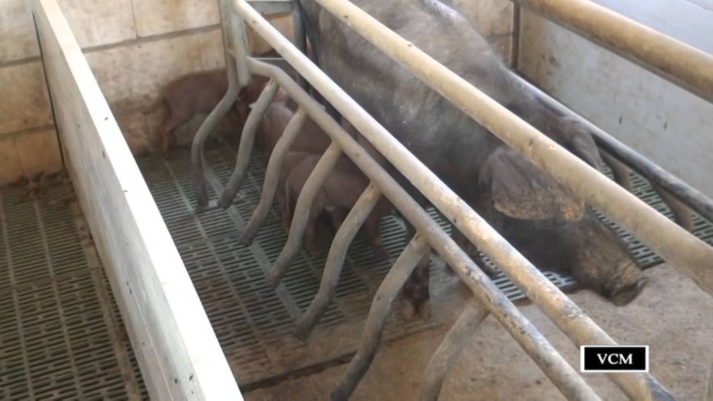 Reportaje del Cerdo ibérico-Monterrubio de la Serena