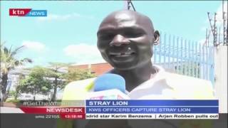Lion strays from the Nairobi National park and injures one man