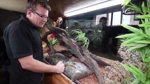 Bioactive substrate in King Cobra enclosure