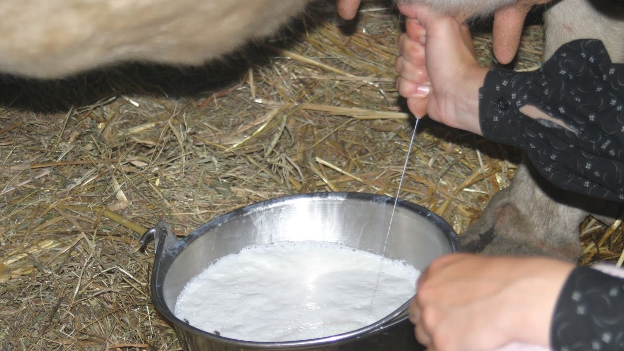Исламский сонник корова. Парное молоко. Доение молока у коров. Подойник для коровы. Ведро молока.
