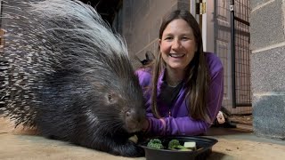 Porcupine Surprises!