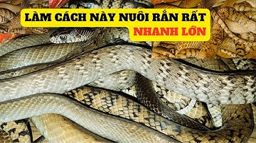 Nuôi Rắn Mùa Đông Làm Cách Này Rắn Rất Nhanh Lớn - Trại Giống Đông Sơn