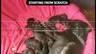 Eli & Carver American Pitbull Terrier Pups. Nursing