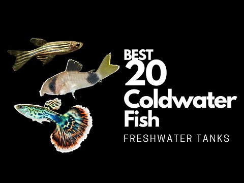 Vídeo: Farpas de ouro: cuidado e bons companheiros de tanque para este peixe de aquário