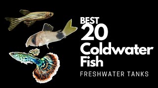 Best Coldwater Fish (explained) in 12 minutes!