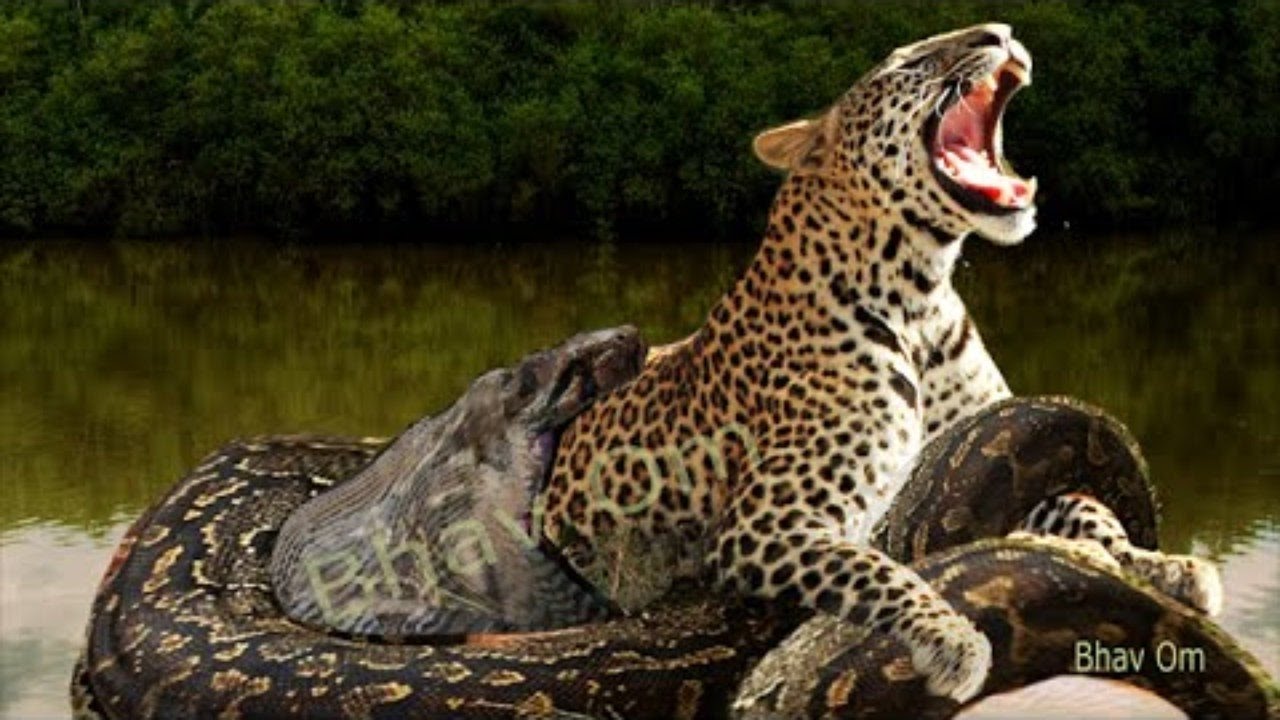 Giant Anaconda vs Jaguar, Python vs Tiger, Python vs Leopard, Python, Anaco...